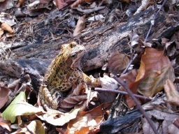 Frog
